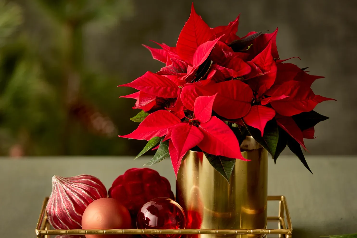 Gwiazda betlejemska w eleganckiej, świątecznej aranżacji